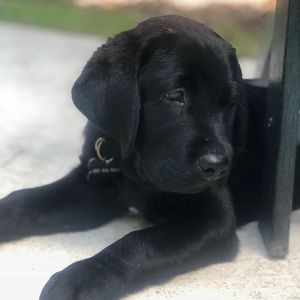 Meet your Posher, Gregory